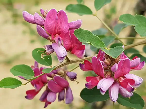 High-Purity Lespedeza Capitata Extract for Nutraceutical Use